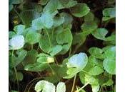 Centella asiática, previene celulitis