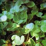 Centella asiática, previene la celulitis