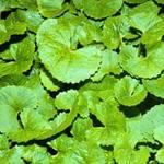 Centella asiática, previene la celulitis