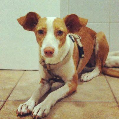 Foto: Copio Hola, te ecribo para ver si puedes ayudarme a difundir esta podenquita. Es una perra que vagabundeaba por Betera, imagino que lo sabras, pero hay batante cazador por alli. Esta perrita tenia mucho miedo y tras dos semanas se dejo coger. Ahora esta mucho mejor pero no se puede quedar donde esta, no la pueden tener mas..Te agredeceria mucho que me ayudaras a difundirla a ver si le encontramos un hogar donde de verdad la quieran Contacto marisem@hotmail.com