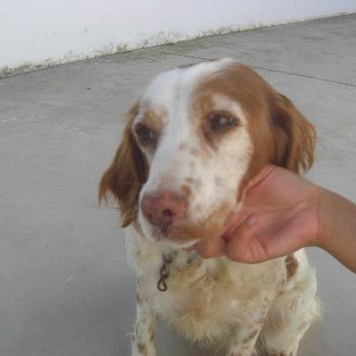Foto: DUDA, bretoncita de 10 años super buena y tranquila. Tiene una carita de pena increible, no se como han tenido el valor de llevarla a la perrera. Puede salir en cuanto encuentre adopción. Por favor, los perritos de está edad se apagan en la perrera, es una perra tranquila, buena, sumisa, ideal para piso ! Videos: http://youtu.be/e_vK21oDytk http://youtu.be/ujwiM_lrOH0 http://youtu.be/f9cP2twSgMQ Contacto: sosperrerabadajoz@gmail.com