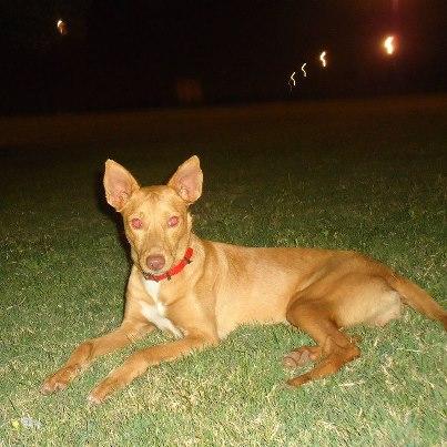 Foto: Podenca en un parque de cordoba. estan echandole de comer los vecinas y le han puesto el collar. pero duerme en la calle. nos han dicho que porfavor le busquemos dueño que hay quien la quiere llevar a un campo, y no se fia de que sea para cuidarla bien , por lo que emos oido es para criar ya que es muy bonita. peso unos 8-10 kilos, hembra y 1 año más o menos. si alguien esta interesado por favor contactar conmigo. mariacorralguerrero@hotmail.com. se hará seguimiento y se entrega con sus papeles en regla.