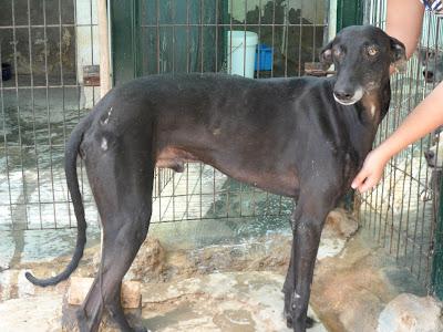 Torete, otro galgo más víctima del abandono. (Sevilla)