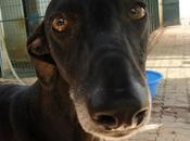 Torete, otro galgo víctima abandono. (Sevilla)