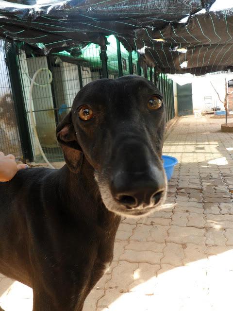 Torete, otro galgo más víctima del abandono. (Sevilla)