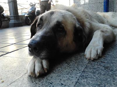 Gorko, lo adoptan y lo devuelven por estar malito, tiene leihsmania.