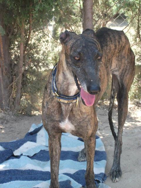 Uma, preciosa galga en adopción.