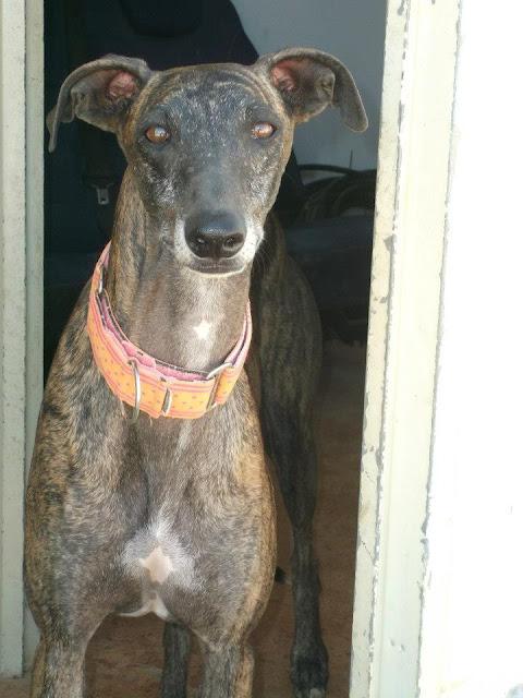 Uma, preciosa galga en adopción.