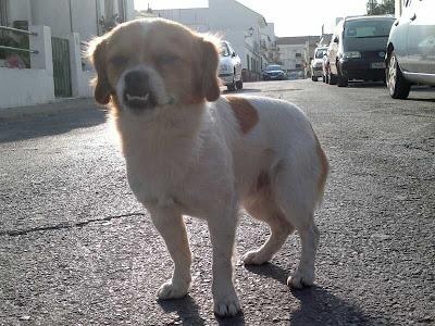 PEQUINÉS ABANDONADO, VIVE EN LA CALLE. (HUELVA)