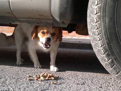 PEQUINÉS ABANDONADO, VIVE EN LA CALLE. (HUELVA)