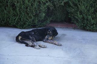 URGENTE!! PERRA EN MUY MALAS CONDICIONES, EN UN PUEBLO DE SEVILLA