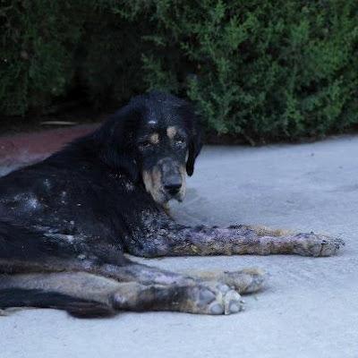 URGENTE!! PERRA EN MUY MALAS CONDICIONES, EN UN PUEBLO DE SEVILLA