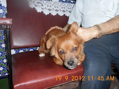 Wiskas‏, perrita abandonada con mucho miedo.