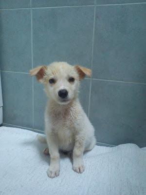 CACHORRITO ENCONTRADO EL 23.09‏.