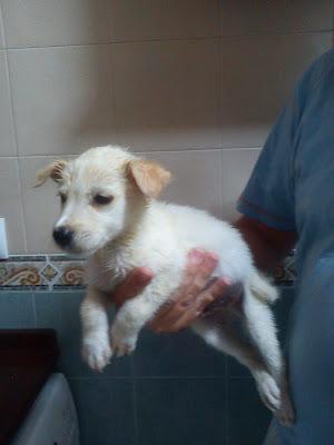 CACHORRITO ENCONTRADO EL 23.09‏.