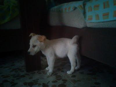 CACHORRITO ENCONTRADO EL 23.09‏.