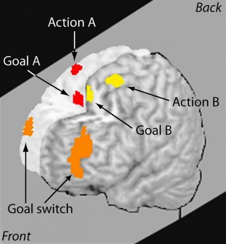 cerebro multitarea 463x500 Multitarea: el gran enemigo de la productividad al descubierto