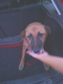 RESCATADO. SIMBA BUSCA ACOGIDA. SUPLICO AYUDA!!