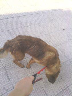 RESCATADO. SIMBA BUSCA ACOGIDA. SUPLICO AYUDA!!