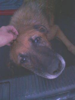 RESCATADO. SIMBA BUSCA ACOGIDA. SUPLICO AYUDA!!