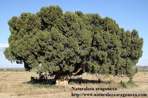 Árboles Singulares de Huesca - La Sabina de Albelda