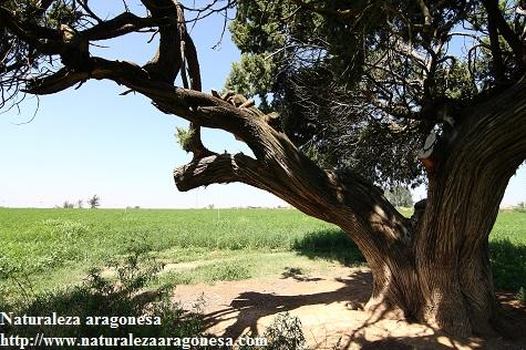 Árboles Singulares de Huesca - La Sabina de Albelda