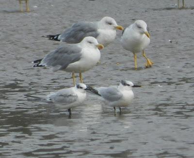 Charranes y gaviotas