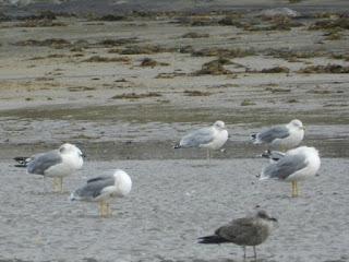 Charranes y gaviotas