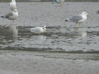 Charranes y gaviotas