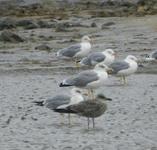 Charranes y gaviotas