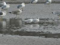 Charranes y gaviotas