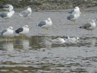 Charranes y gaviotas