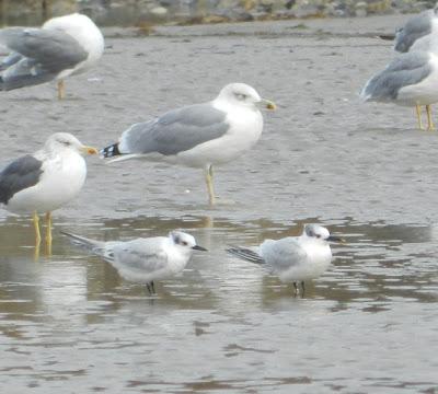 Charranes y gaviotas