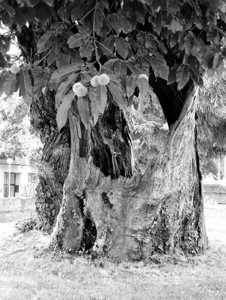 Frente al ambulatorio, un viejo árbol con un gran hueco