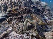 Google Street View muestra fondos marinos (video)