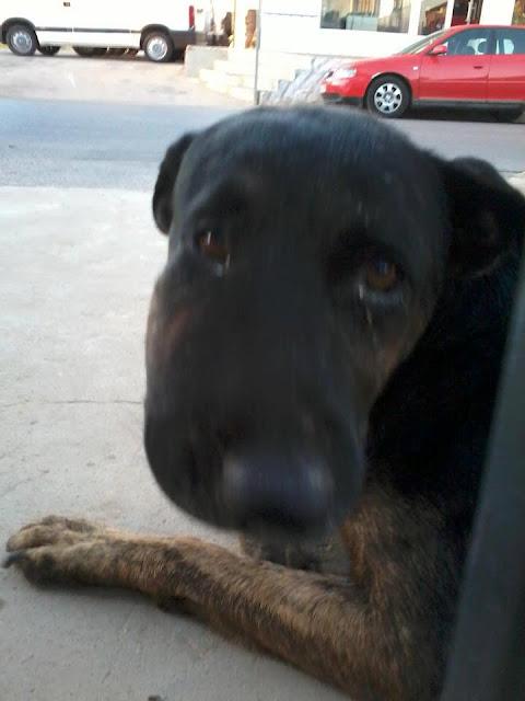 MUY URGENTE!! Está en calle y estas condiciones. AYUDA!!