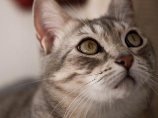 ¿Porqué los gatos tienen un párpado interior además de los exteriores?