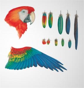 Con “El arte de ilustrar aves” Provita celebra XXV aniversario