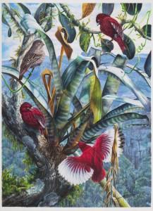 Con “El arte de ilustrar aves” Provita celebra XXV aniversario