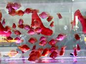 Algunos escaparates Nueva York