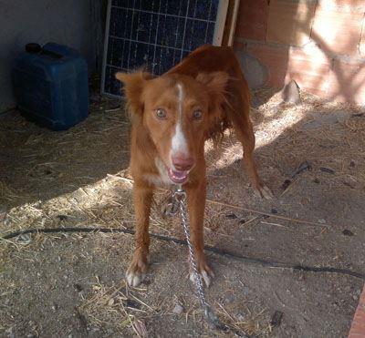 Foto: Muy urgente-- He conseguido coger a este podenquito después de una odisea de película y tras un año en la calle.  En el momento que ha ocurrido no tenía acogida para él pero lo malo ha venido cuando he visto sus partes. Tiene toda su cosita fuera del sitio. Sabíamos yo y Fina que algo no funcionaba bien a la hora de hacer sus cosas por lo que habíamos observado de lejos, pero esto ha sido una sorpresa. Necesita acogida, ya que lo tengo en zona de campo por la urgencia y no es sitio, y por otro lado necesita ayuda económica para poder ser operado. Ayuda para él .Que sirva de algo por favor el sacarlo del abandono. Le he puesto Jones. Tiene entre uno y dos añitos y aunque se le salían los ojos del susto hemos conseguido tocarlo y agarrarlo. grupodeayudaluzverde@hotmail.es Tlfno 646507361