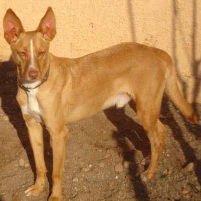 Foto: GOLFITO  Cuando estábamos buscando a nuestra aún desaparecida Rita, nos llamaron porque en Pinos de Alhaurin, en una parcela vacía habian encontrado un perro vagabundo con similares caracteristicas. Resultó no ser nuestra Rita, sino Golfito. Él estaba alli instalado porque cerca de la parcela habia una hembra a la que dejó preñada.   El dueño de la hembra ante la situación decidió llamar a la perrera para que se llevaran a Golfito.Dos meses nos costó cogerlo, no había manera. Un chico nos ayudó a cogerlo y lo trajo a Parque Del Duque. Cuando llegó era un salvaje, tenia apenas unos 8 meses!! Con el tiempo se ha ido acostumbrando a nosotros ¿Le quieres dar una oportunidad?    Raza: Podenco Sexo: Macho Tipo: Machos en adopción.  Castrado: Si Edad: 02-2003 Peso: 17 kg  Se entregan vacunados,desparasitados,esterilizados y con microchip. Contrato de adopción y posterior seguimiento.  Estamos en Alhaurin de la Torre (Málaga)  www.refugioparquedelduque.com www.facebook.com/refugioparquedelduque info@refugioparquedelduque.com Tlf: 639 038 064