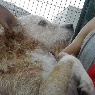 Foto: Este es el podenquito que recogieron unos chicos el domingo con heridas en el cuello. Las mismas personas que lo auxiliaron lo llevaron a Palencia (Asoc. Defensa Animal Palentina) con quienes realizamos colaboraciones mutuas puntuales. Como siempre que les pedimos algo nos han ayudado, pero las noticias no son muy alentadoras. El parte veterinario es el siguiente:13 ó 14 años, soplo en el corazón, ceguera del ojo izquierdo que debe ser hereditaria pues no hay razón aparente.La herida del cuello no es nueva y debido a ella le han entrado burbujas de aire en la columna. Le están tratando con antibióticos y también con antipirético porque llegó teniendo casi 40 de fiebre y hay que hacerle curas.Sabemos que su adopción es muy difícil principalmente por la edad y su estado pero siempre queda la esperanza de haya alguien que quiera brindarle una buena calidad de vida los años que le queden. Desde Palencia nos han propuesto una idea que queremos exponer. Se trataría de que (si no hay adoptante) tuviera una casa de acogida indefinida (no temporal) hasta el final de sus días. Nuestra asociación se haría cargo de los costes de su alimentación y de su asistencia veterinaria. No se nos ocurre nada más... Contacto: defaniva@gmail.com633834348
