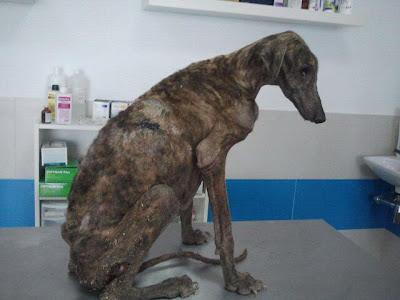Otra historia de terror, así acaban los galgos cuando ya no dan más de sí.