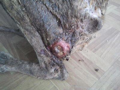 Otra historia de terror, así acaban los galgos cuando ya no dan más de sí.