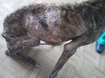 Otra historia de terror, así acaban los galgos cuando ya no dan más de sí.