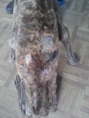 Otra historia de terror, así acaban los galgos cuando ya no dan más de sí.