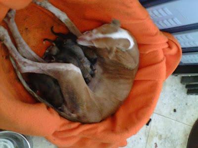 Galga recien parida en la perrera de Jaen.