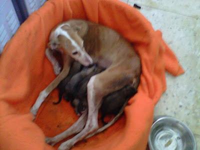 Galga recien parida en la perrera de Jaen.