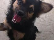 Perrito pequeño perrera Jaen.